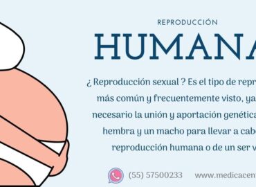 reproduccion-humana-