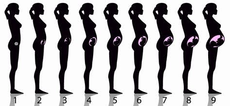 etapas del embarazo mes a mes