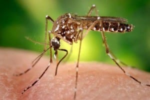zika durante el embarazo. alt  zika durante el embarazo. alt