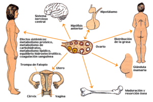 caracteres sexuales secundarios caracteres sexuales secundarios